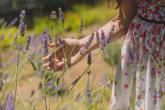 Hersteller von 100 % natürlichen Pflanzenextrakt-Aromatherapieölen, ätherisches Bio-Lavendelöl in großen Mengen, 100 % rein für die Hautpflege, in therapeutischer Qualität, ohne Probe